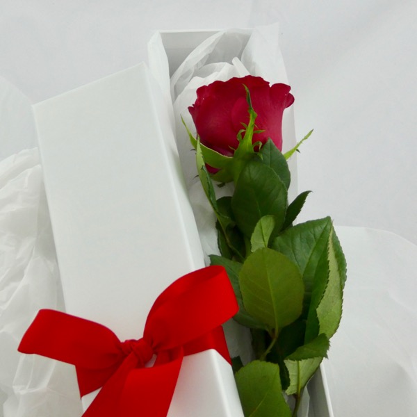 Single Red Rose in a Box - Valentine's day